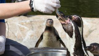 Пингвини в японски аквариум бойкотират евтина храна
