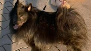 Пребиха до смърт домашно куче в София (видео)