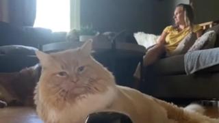 Котка недоволства пред стопанката си от празната купичка за храна (видео)