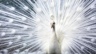 Храна от посетители уби бял паун в старозагорския зоопарк (видео)