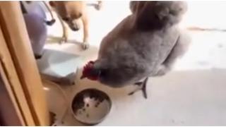 Куче и кокошка в люта битка за купата с храната (видео)