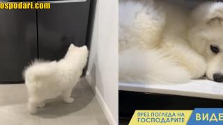Самоед се изстудява във фризера (видео)