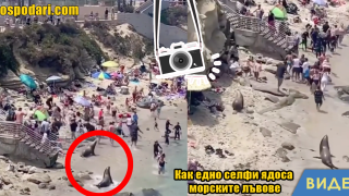 Тюлени подгониха плажуващите в Сан Диего (видео)