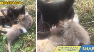 Вижте чудатото приятелство между котка и...плъх (видео)