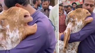 Коза за продажба прегръща стопанина си и плаче като дете (видео)