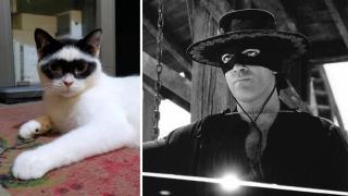 Вижте малкия Зоро, котката-бандит от Индонезия (снимки и видео)