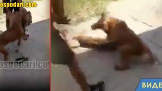 Непълнолетни организират нелегални боеве с кучета в Петрич (видео)