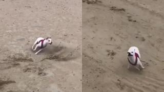 Как изглежда свободата през очите на едно куче на плажа? (видео)