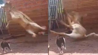 Котка нокаутира крава с един удар (видео)