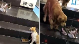 Умно куче разтървава котешка свада на улицата (видео)