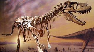 Скелет на горгозавър бе продаден на търг в Ню Йорк (видео)