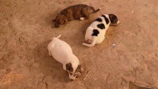 Изоставени животни се обгрижват в приют, създаден в сърцето на Бенгази (видео)