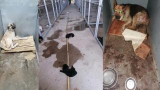 Граждани сигнализират за ужасяващи условия в общинския приют във Варна (видео и снимки)