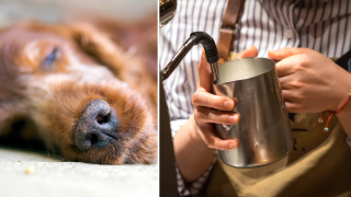 Жена напусна Starbucks, след като шефът ѝ отказал почивен ден за евтаназията на кучето