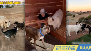 Теле, отглеждано като куче, опитва да лае (видео)