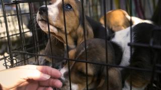 Спасиха 4000 кучета от изследователски център във Вирджиния (видео)