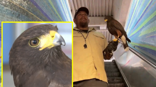 Ястребът Pac-Man е новата охрана на метрото в Сан Франциско (видео)