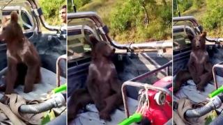 Как властите в Турция помогнаха на дрогирано с "див мед" мече (видео)