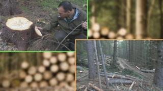 Отново незаконна сеч - този път край Белица (видео)