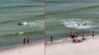 Акула излезе почти на брега на плаж в Алабама (видео)