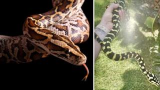 Стопанинът на избягалия питон в "Яворов": Той е безобиден (видео)