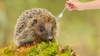 Хванаха мъже, ловили таралежи за ядене (видео)