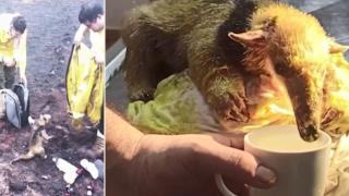 Спасен от горски пожар мравояд стана вайръл в интернет (видео)