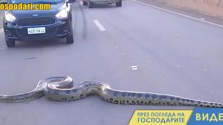 Шофьори спасяват питон, който пресича магистрала (видео)