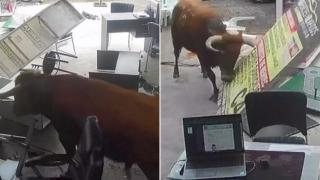 Бик буйства в магазин в Перу (видео)