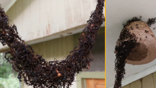 Макрофотограф разкри чудовищни черти в лицето на мравката (снимки)