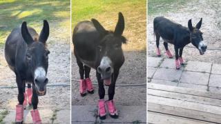 Запознайте се с пеещото магаре Монти (видео)