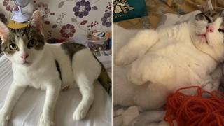 Котка спаси стопанката си от сърдечен удар