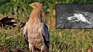 Бракониери застреляха световно застрашен египетски лешояд край Джебел (снимка)