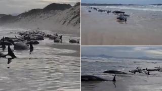 Над 200 гринди са заседнали на западния бряг на Тасмания (видео)