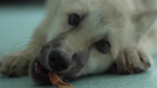 Роди се първият в света клонинг на вълк, износен от куче (видео)