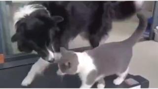 Куче и котка тренират заедно на фитнес пътеката (видео)