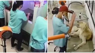 Когато ветеринарите обичат своята работа с пациенти (видео)