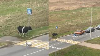 Объркани шофьори спират на крава, застанала на пешеходна пътека (видео)