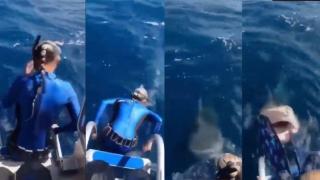 Гмуркач почти скача в устата на голяма акула (видео)
