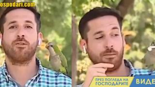 Папагал открадна слушалката на репортер, който предава на живо (видео)