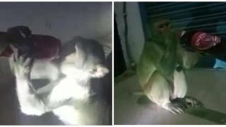 Маймуна краде алкохол от клиенти на магазин в Индия (видео)