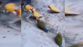 Вижте ожесточен баскетболен мач между папагали