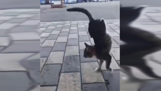 Талантлива котка ходи на две предни лапи