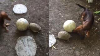 Дакел и костенурка играят на футбол (видео)