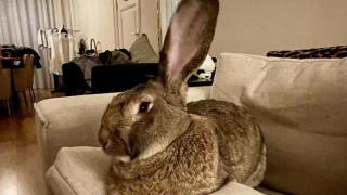 Гигантският заек се държи като куче (видео)