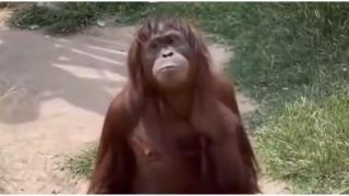 Орангутан иска настоятелно ябълка от посетители в зоопарк (видео)