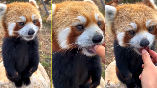 Червена панда хапва плодчета