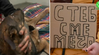 Повдигнато е обвинение на мъжа, тормозил Мечо