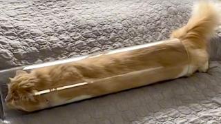 Котка успява да се побере в невъзможно пространство (видео)