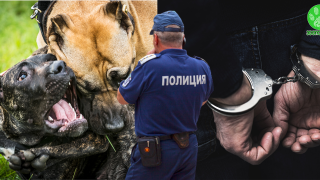 Полицията разби схема за нелегални боеве и залагания с кучета